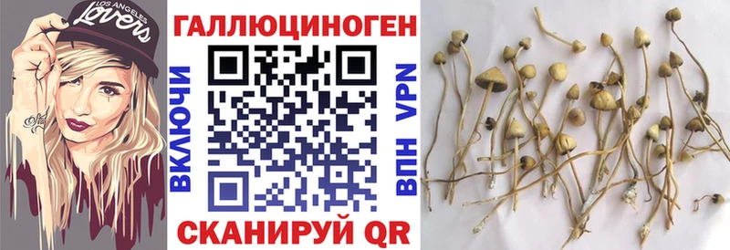 Купить  Кимовск  Галлюциногенные грибы Psilocybe 